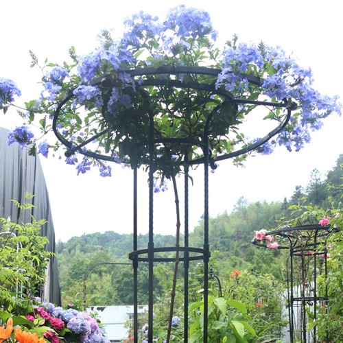 Vertical umbrella trellis - umbrella,